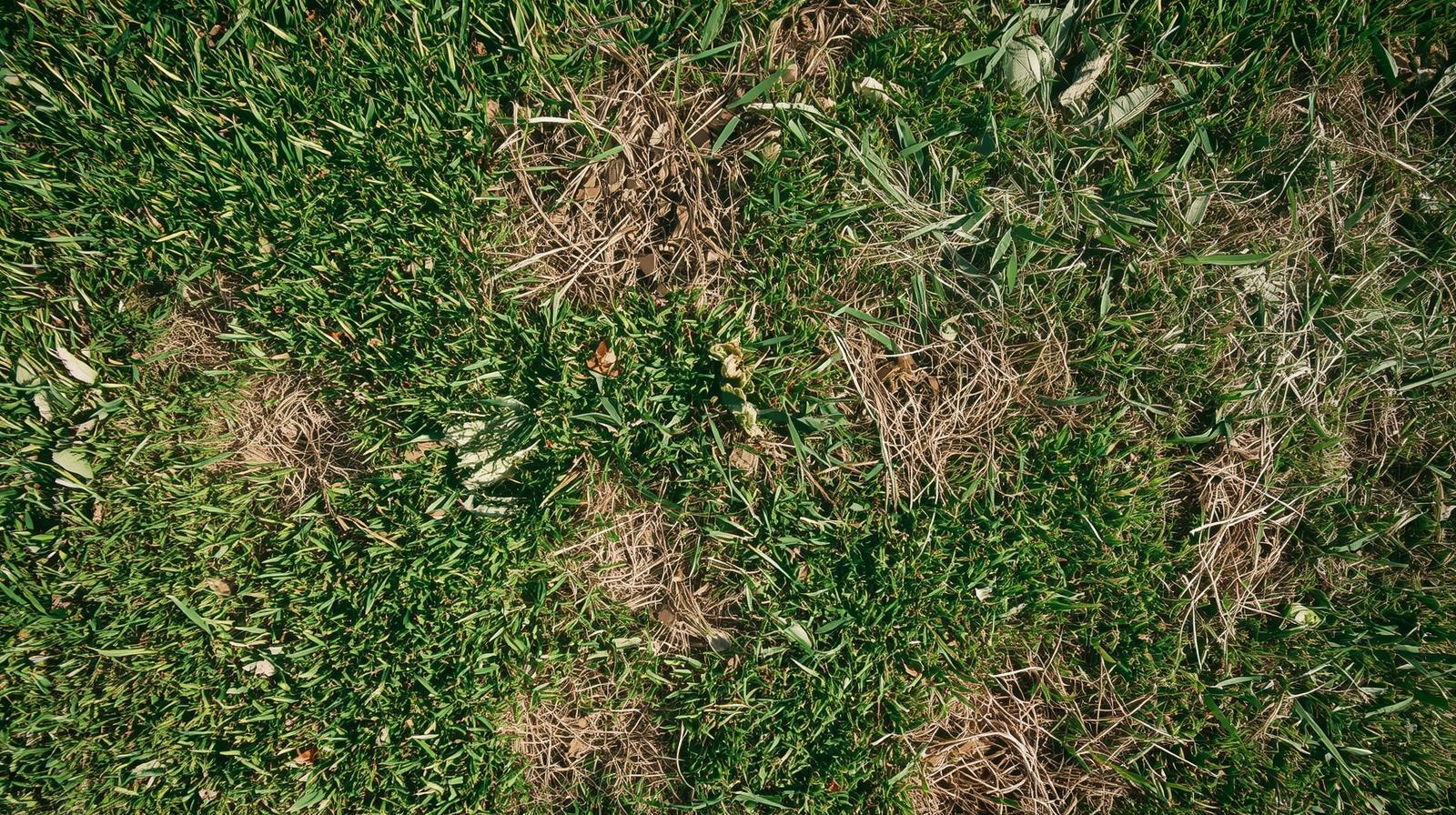 Lawn Disease Control